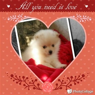 all-you-need-is-love 